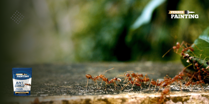 Kuidas vältida sipelgate majja sisenemist?